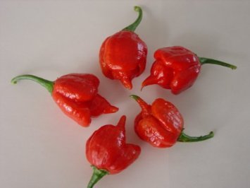 Seeds and Things Trinidad Scorpion Hot Pepper 10 Seeds Hotter Than the Bhut Jolokia Seeds and Things Trinidad Scorpion Hot Pepper 10 Seeds Hotter Than the Bhut Jolokia