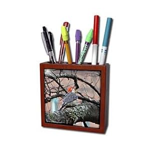 Lee Hiller Photography Hot Springs National Park Wildlife - Red-Bellied Woodpecker - Tile Pen Holders-5 inch tile pen holder