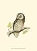 Morris Tengmalm's Owl by Tom Morris. ART PRINT Canvas Rolled. 9.50 inches width by 13.00 inches height. Highest Quality Art Poster Print
