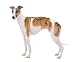 Wippet of White Background - 24