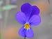Close Up of a Wild Johnny Jump Up Flower Photographic Poster Print by George Herben, 18x24