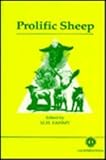 Prolific sheep