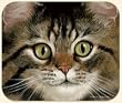 AH Brown Tabby Cat Mouse Pad Fiddlers Elbow