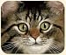 AH Brown Tabby Cat Mouse Pad Fiddlers Elbow
