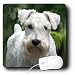 schnauzer19  - Dogs Schnauzer White Schnauzer Mouse Pads
