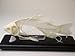 Fish Skeleton, Unmounted (1 EACH)