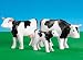 Playmobil 7892 2 Black Cows with Calf