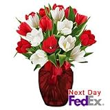 Tulip - Flowers Of Liberty