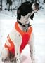 Western Rivers Dog Vest Pointer Specialties Tummy Saver Deluxe size Medium