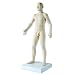 3B Scientific N30 Acupuncture Male Model, 31.5" x 11.4" x 10.2"