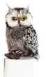 Owl Plush, 9 Inches (Barney Gray Barn Owl From Aurora World)