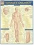 Surface Anatomy (Quickstudy: Academic)