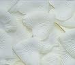 Heart Shaped Silk Rose Petals Wedding Favors Decor - 200 Count - Ivory
