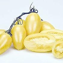 Cream Sausage Tomato Plant - A Hit with Gourmet Chefs!
