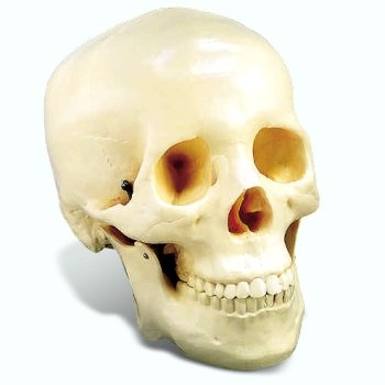 Life Size Skull -Two Piece - CH-S2