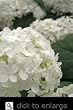 Queen of Pearls White Flowering Hydrangea Plant Five Gallon