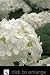 Queen of Pearls White Flowering Hydrangea Plant Five Gallon