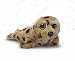 Search : Plush Bright Eyes Harbor Seal 8