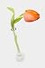 Tulip in Glass Vase - 18