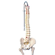 3B Scientific A58/2 Classic Flexible Spine Model with Femur Heads, 32.7" Height
