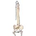 3B Scientific A58/2 Classic Flexible Spine Model with Femur Heads, 32.7" Height