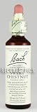 Sweet Chestnut Tincture 20 ml