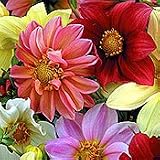 Organic Unwins Dahlia - 150 Seeds - Hardy Annual