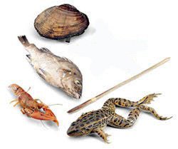 Specimen Set - Zoology (6 Medium Specimens)