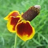 Mexican Hat (Ratibida columnifera var pulcherrima) - Jumbo Wildflower Seed Packet