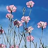 Organic Ocean Pearl 150 Seed-Heirloom-Agrostemma-Annual