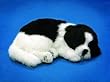 Perfect Petzzz Border Collie
