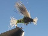 Chirnomid Pupa Olive