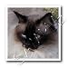 siamese48  - Siamese Cat 10x10 Iron On Heat Transfer For