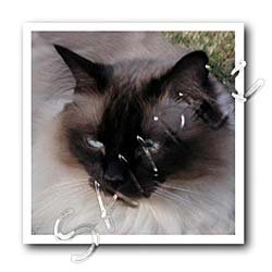 image link - - B000LJKU9G