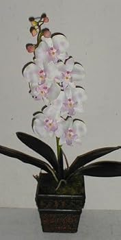 Silk Phaleonopsis Orchid (cream/pink) in Dark Wooden Contain