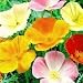 POPPIES MIX - 200 Seeds