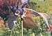 Nova Bird Prowler Owl Decoy