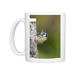 Blue Tit - collecting nesting material Photo Mugs