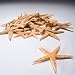 Starfish Assortment