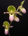 Paphiopedilum moquettianum (Lady Slipper Orchid)