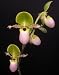 Paphiopedilum Pinocchio (orchid plant)
