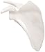 3B Scientific A45/4R Plastic Right Scapula Model