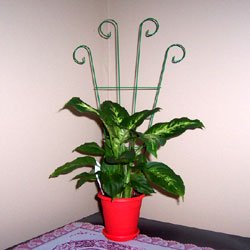 Amazon.com : Potted Plant Trellis set of 2 : Trellises : Patio, Lawn