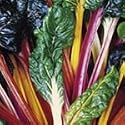 SUTTONS SEEDS: Beet (Leaf) Bright Lights Seeds (90 seeds)