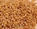 Wheat Berries, Soft White, Organic, 50# Bulk