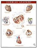 Netter Anatomy Charts: Cardiac Anatomy Chart (Netter Charts)