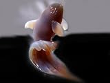 "Rampin' the Surf", Orca Scuplture in Chalcedony.
