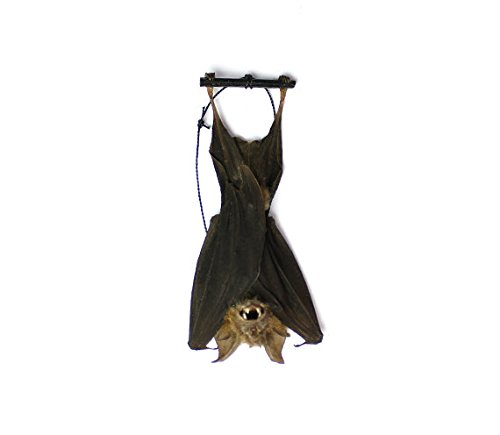 Real Taxidermy Bat | Hanging Intermediate Roundleaf Bat 3