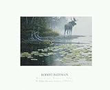 Moose at Water's Edge by Robert Bateman. Size 14.26 inches width by 9.77 inches height. High Quality Art Poster Print