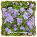 Mistflower (Eupatorium coelestinum) Jumbo Wildflower Seed Packet (2000)